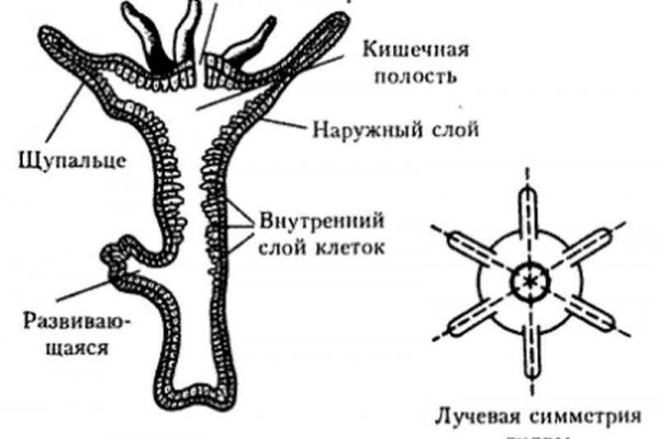 Кракен рабочий сайт